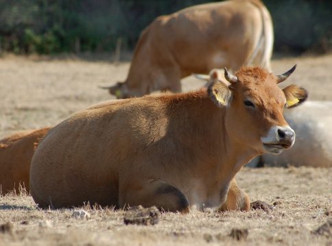 Los ganaderos se han visto obligados a enfrentar solos la nueva plaga del «mosquito culicoide» y las perdidas que genera