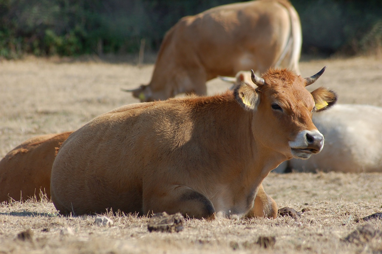 Los ganaderos se han visto obligados a enfrentar solos la nueva plaga del «mosquito culicoide» y las perdidas que genera
