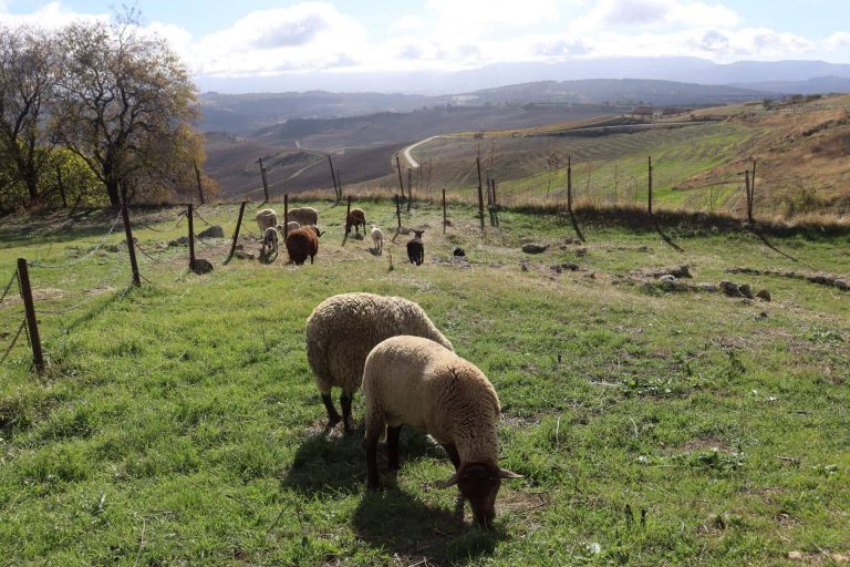 Ganadería Aguirre ofrece carne fresca y tierna de cordero