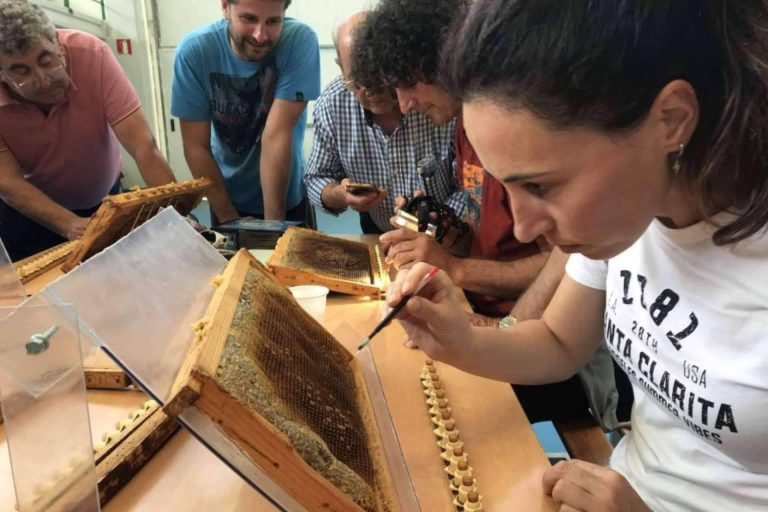 El criadero de abejas reinas y el enfoque que le da Cursos Apicultura