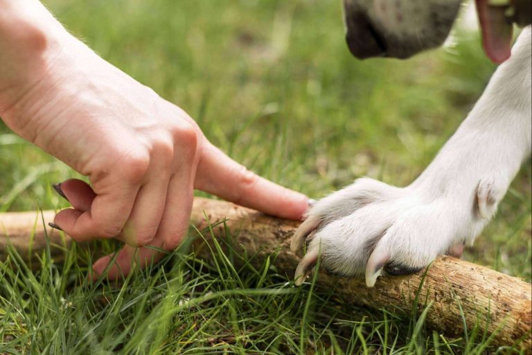 ¿Qué hay que saber sobre la nueva Ley de Bienestar Animal?