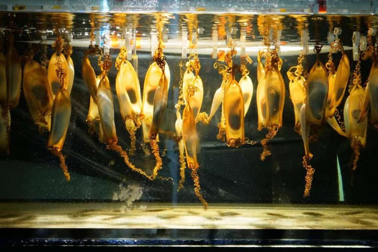 Compromiso educativo y medioambiental de Palma Aquarium en Mallorca