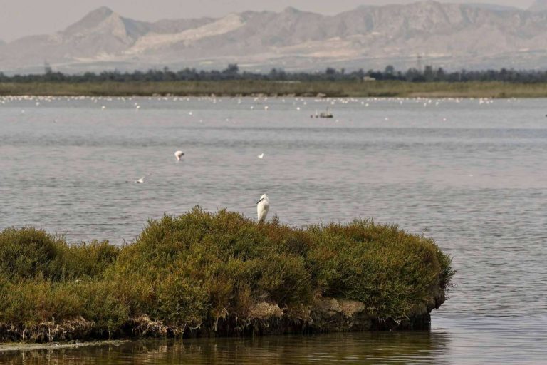 Las características de la sal marina ecológica de Bras del Port; sostenible y generadora de biodiversidad
