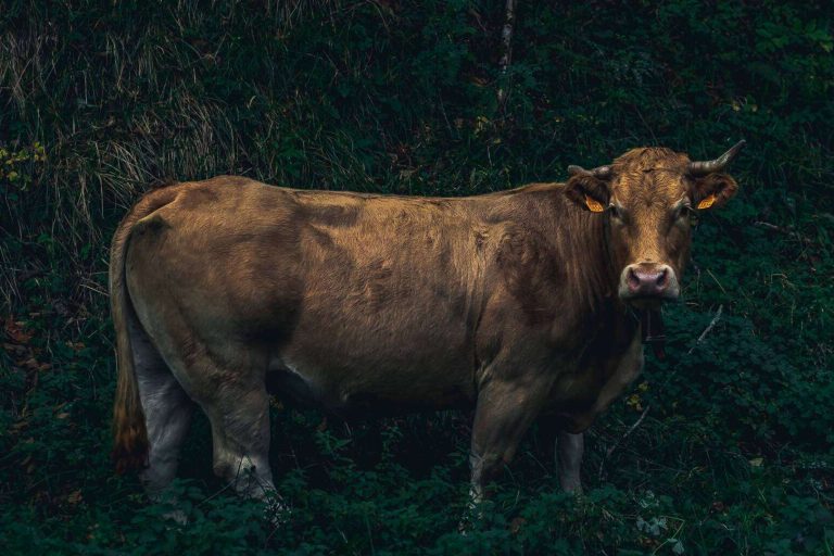 Txogitxu, la carne roja de los mejores restaurantes