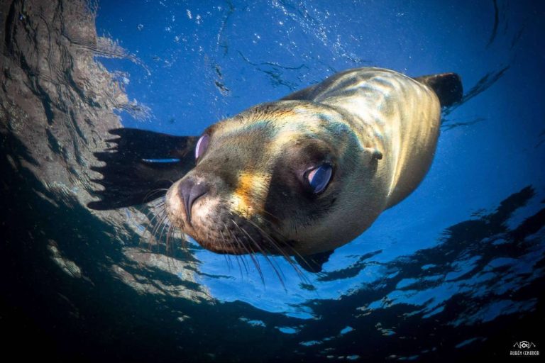 Conocer los océanos del mundo en una experiencia exclusiva con SevenBlue