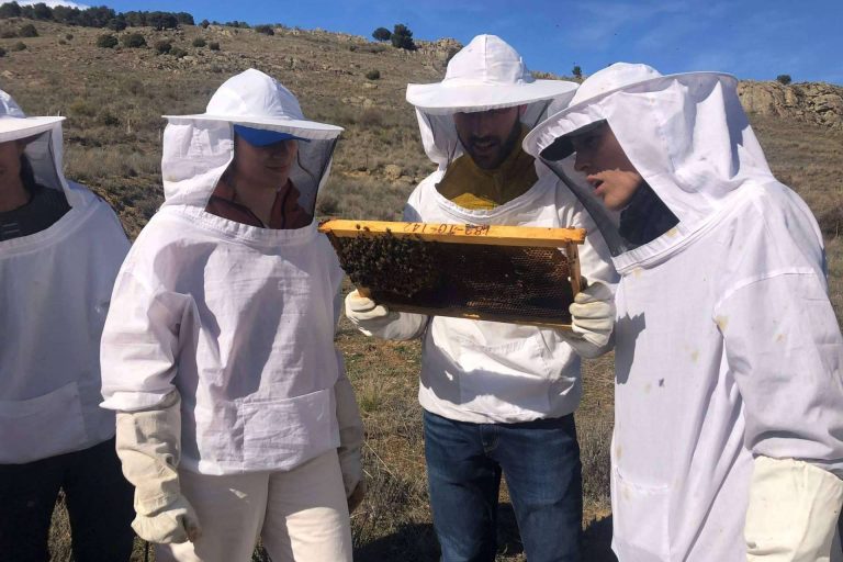 ¿Qué ofrece el curso de apicultura en España de Cursos Apicultura?
