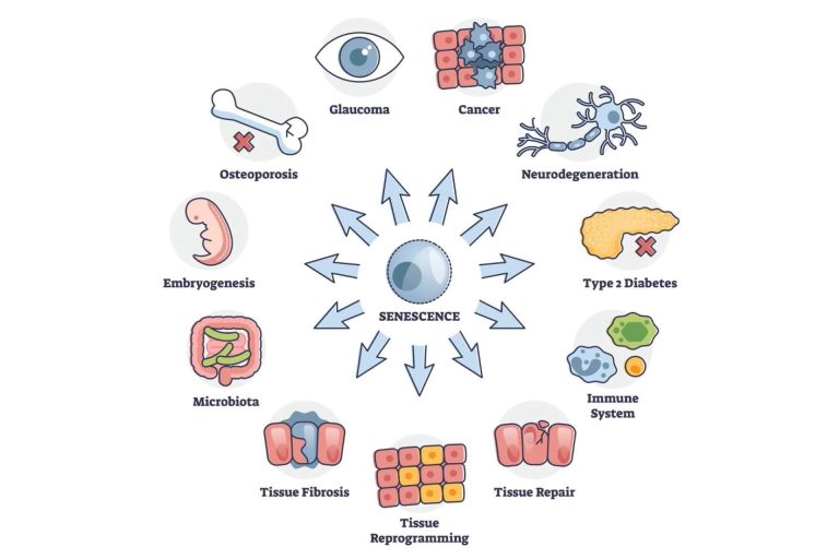 Coeus Retroaging crea uno de los primeros bancos de microbiota privado en Europa