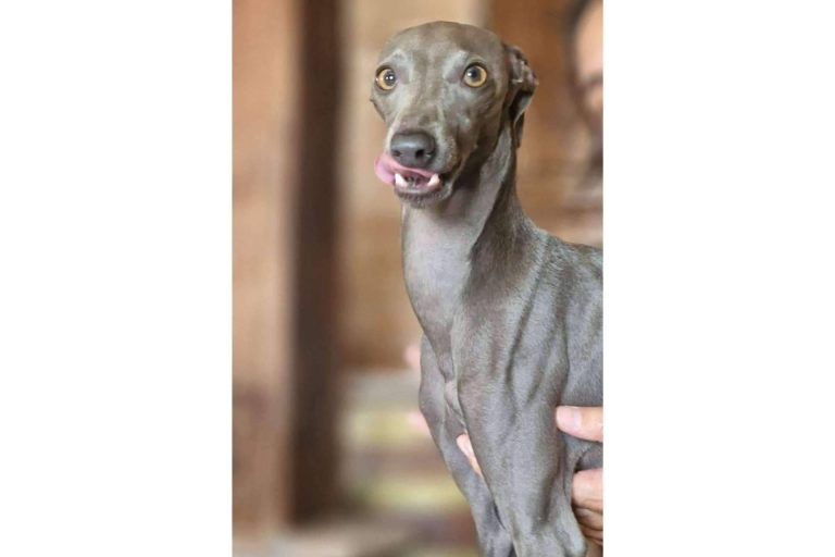 La vuelta al cole de los perros con PERROBUENO