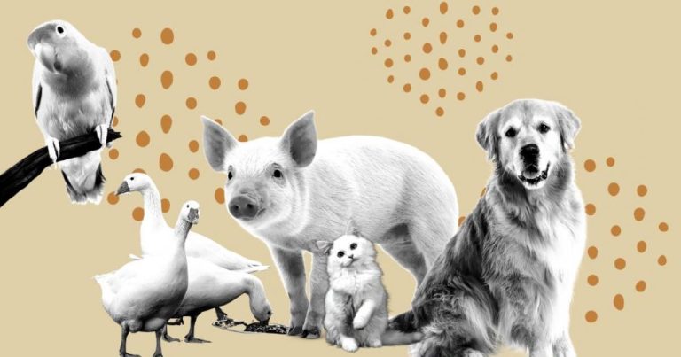 Estos son los animales que puedes tener según la Ley de Bienestar Animal 