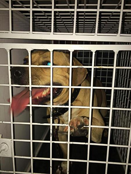 Muere una anciana que fue atacada por dos perros en Alguazas (Murcia)