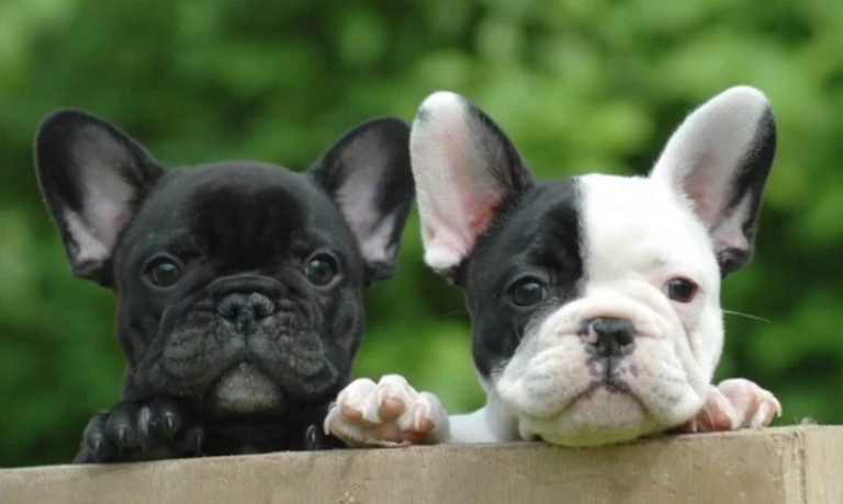 Furor por video en TikTok que revela si tu mascota es la reencarnación de una que murió en el pasado