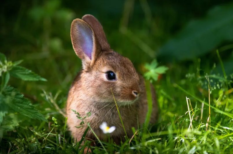 Descubre que mascota es la mejor para ti según tu signo del zodiaco