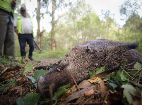 El jabalí baja con más frecuencia a las ciudades El jabalí baja con más frecuencia a las ciudades