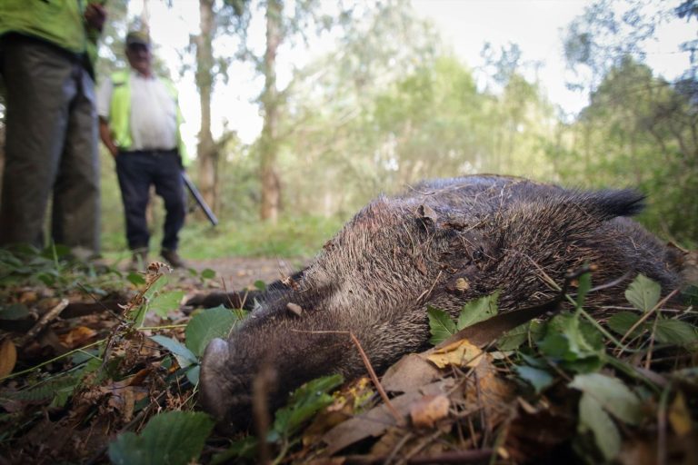 Los cazadores niegan que exista una plaga de jabalí, aunque tienen mayor presencia urbana