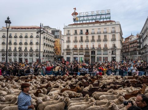 La Fiesta de la Trashumancia pasó también por la Puerta de Sol