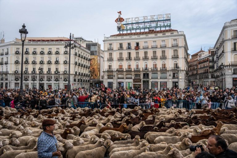 La Fiesta de la Trashumancia 2026 que llena Madrid de ovejas: fechas y planes gratis por el centro