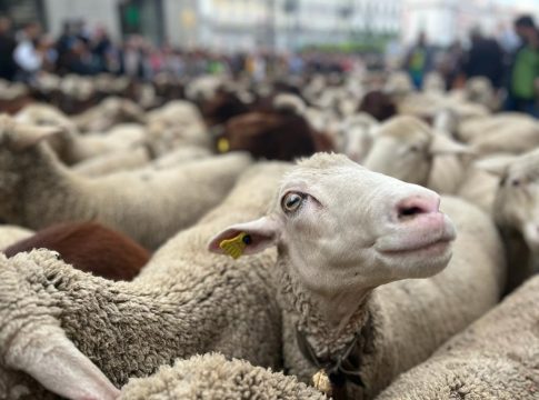 La Fiesta de la Trashumancia para un año más por Madrid
