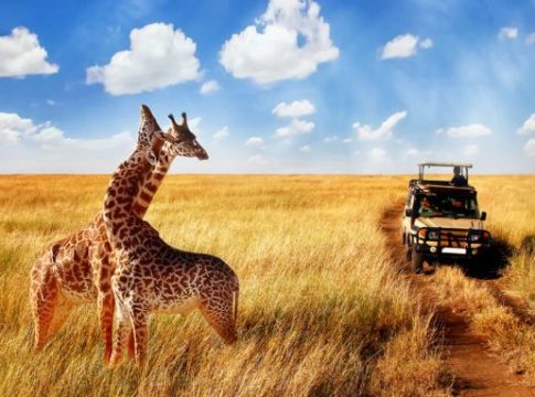 Safari en el Serengeti, Tanzania: Observando la Majestuosidad de la Fauna Africana