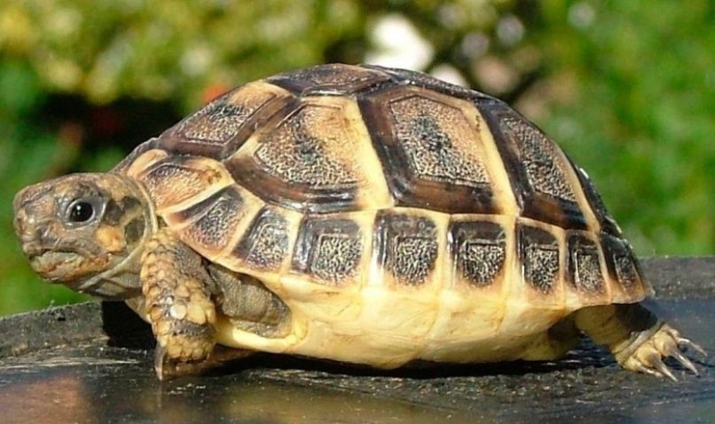 Descubre que mascota es la mejor para ti según tu signo del zodiaco