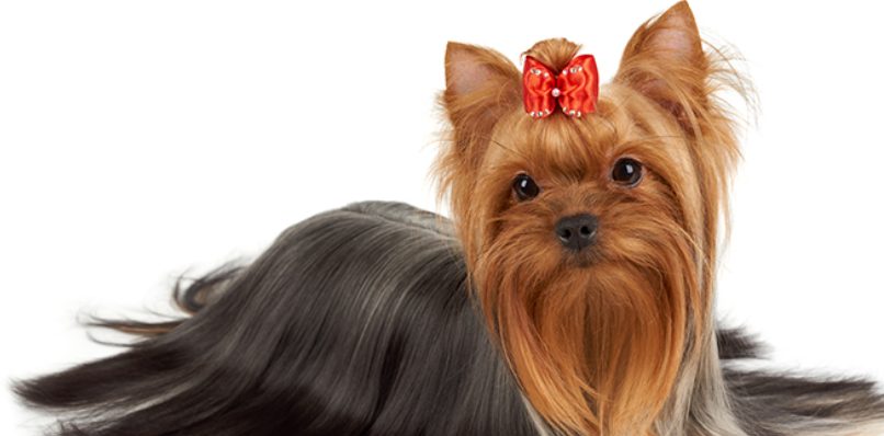 Descubre que mascota es la mejor para ti según tu signo del zodiaco
