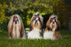 10 razas de perros perfectas para hogares pequeños 6 image 1