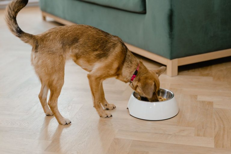 Los perros alimentados con probióticos y prebióticos mejoran su salud intestinal, según estudios sobre microbiota animal