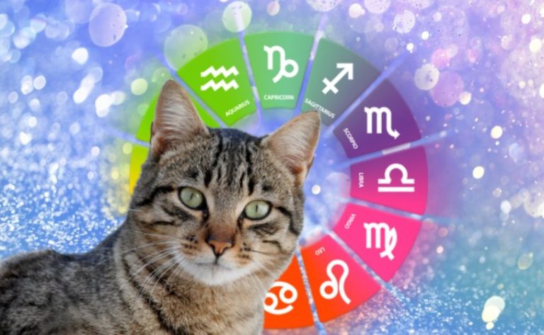 Descubre la raza de gato perfecta para ti según tu signo zodiacal