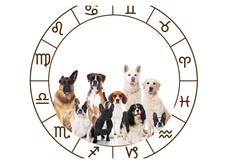 Descubre qué raza de perro serías según tu signo