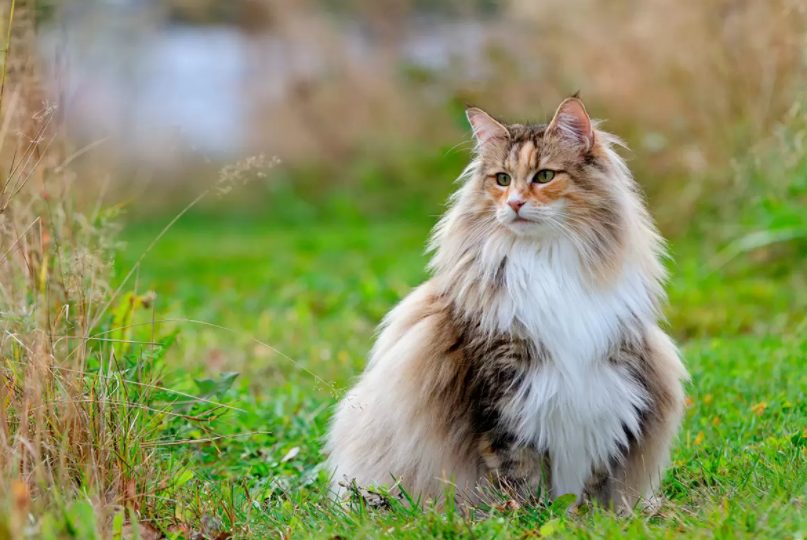 Descubre la raza de gato perfecta para ti según tu signo zodiacal