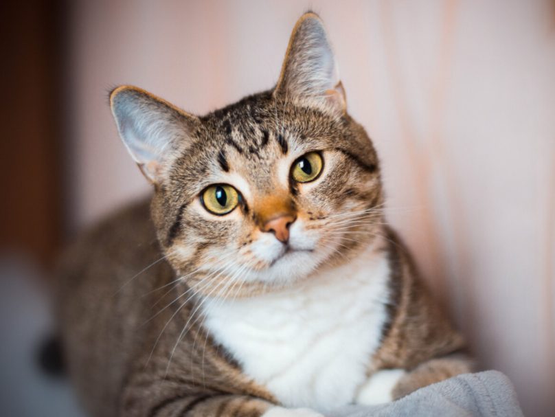 Descubre la raza de gato perfecta para ti según tu signo zodiacal