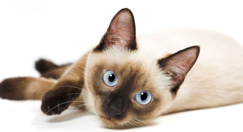 Descubre la raza de gato perfecta para ti según tu signo zodiacal
