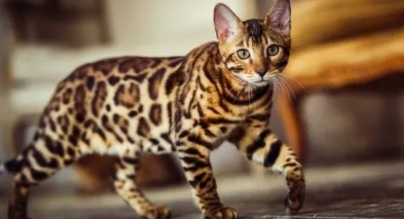 gato
