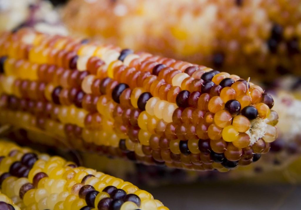 Genes saltarines controlan a sus congeneres para evitar danos en el organismo