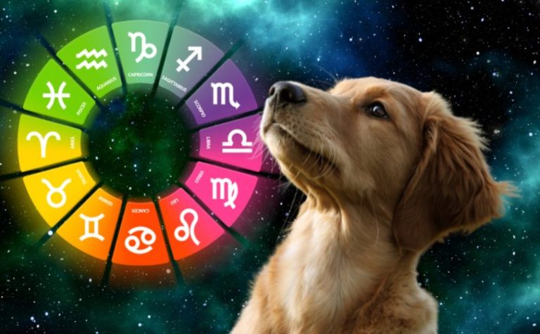 Horóscopo Canino: Aquí te contamos cómo influye en su personalidad