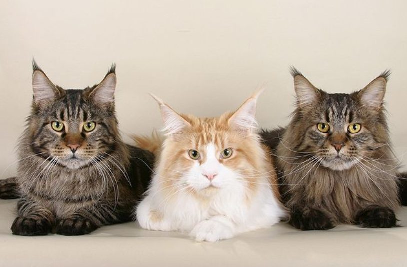 Descubre la raza de gato perfecta para ti según tu signo zodiacal