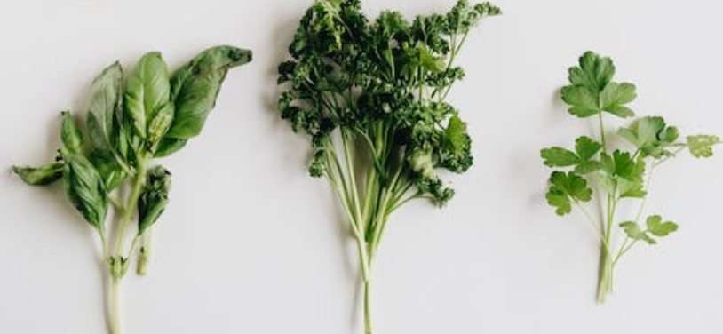 La poderosa hierba que debes agregar a tu dieta para una alimentación saludable y te ayudará a desaparecer tus cicatrices