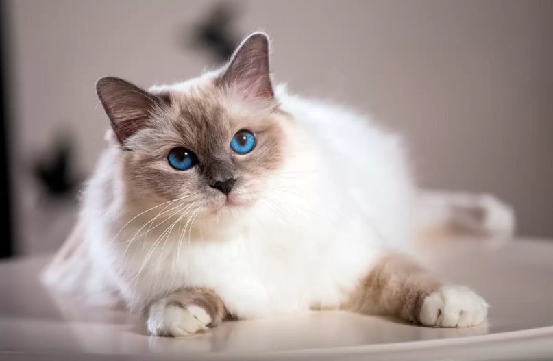 Descubre la raza de gato perfecta para ti según tu signo zodiacal