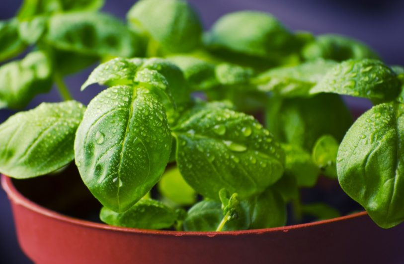 La poderosa hierba que debes agregar a tu dieta para una alimentación saludable y te ayudará a desaparecer tus cicatrices