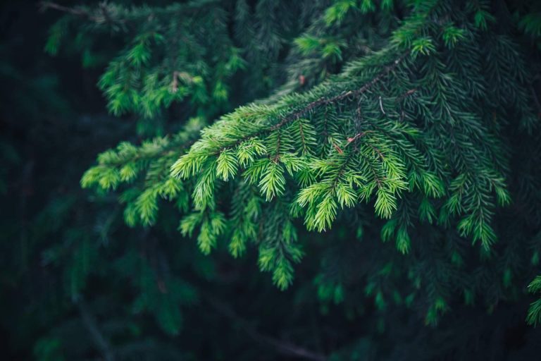 Navet expone las ventajas de un abeto natural en comparación con un abeto de plástico