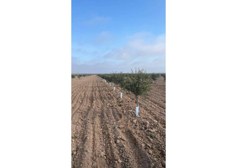 La excelencia en la venta de olivos. Comex Bodión, el socio para un olivar próspero