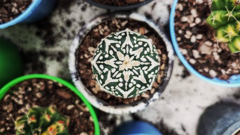 Disfrutar de la tendencia de las miniplantas y recibir una de regalo con la primera compra en Miniplanta