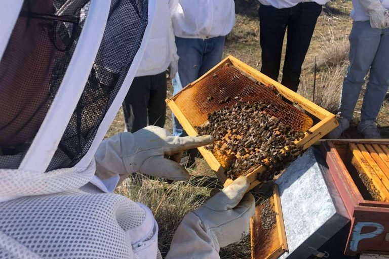 Curso de alimentación apícola, de la mano de Cursos Apicultura