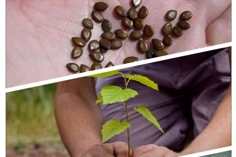 Por la compra de sus radiadores de bajo consumo eléctrico, Bastilipo regala 15.000 semillas de árbol