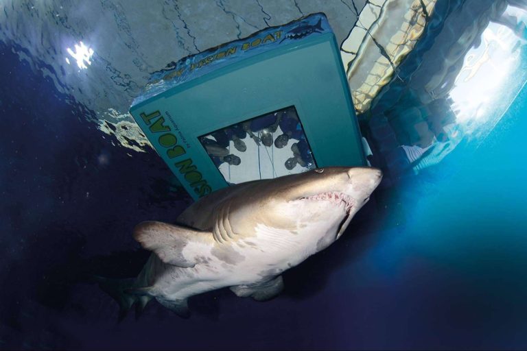 ¿Qué experiencias únicas y actividades no pueden faltar en una visita a Palma Aquarium?