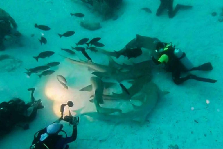 Disfrutar de cruceros de buceo por Maldivas de la mano de Drop Dive Maldives