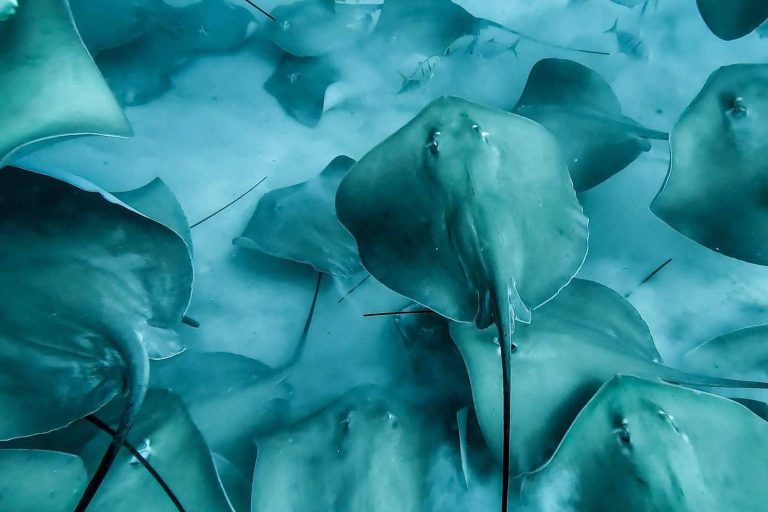 Formación de divemasters e instructores con Drop Dive Maldivas