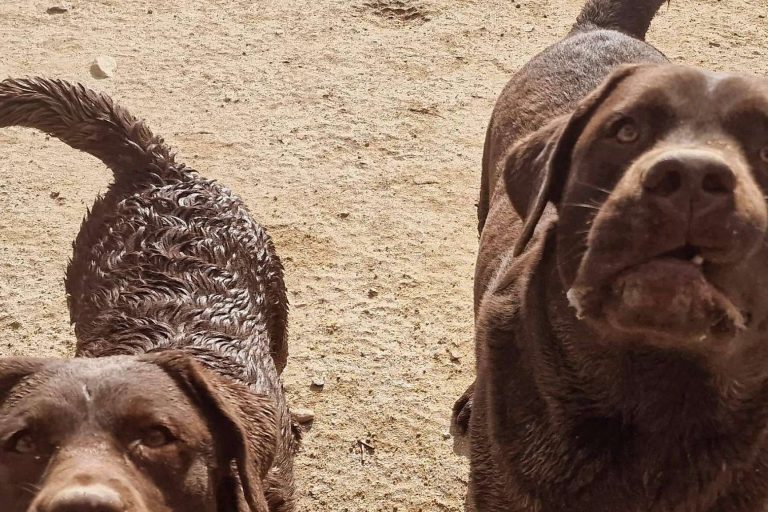 La guardería de perros Madrid para que las mascotas se sientan como en casa, PERROBUENO