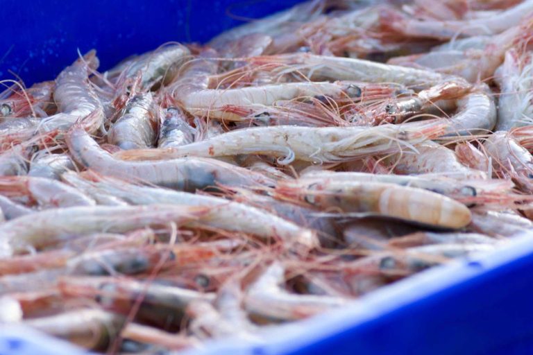 Mantener el marisco fresco, consejos de Lonja de Ayamonte