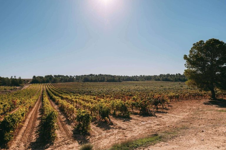 Bodegas Vegalfaro aporta una personalidad única a sus vinos con el cultivo ecológico