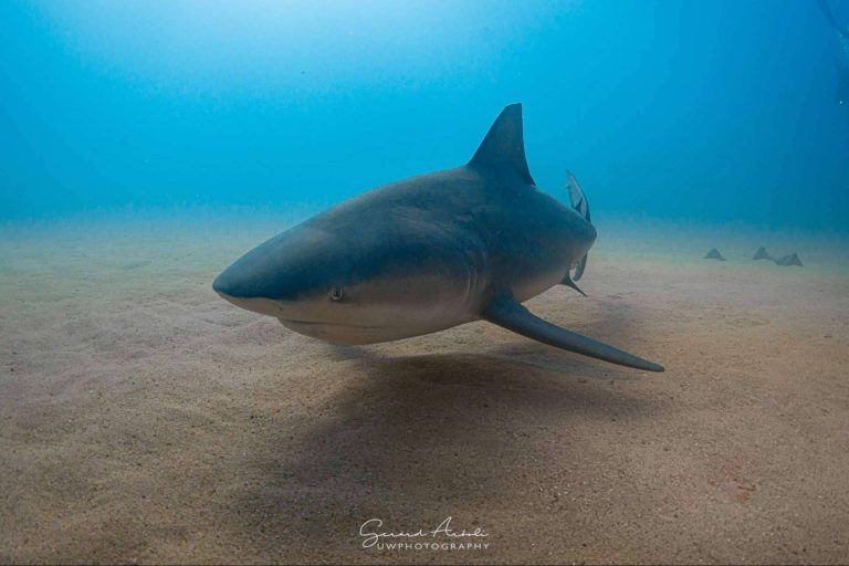 SevenBlue ofrece experiencias de buceo con tiburones